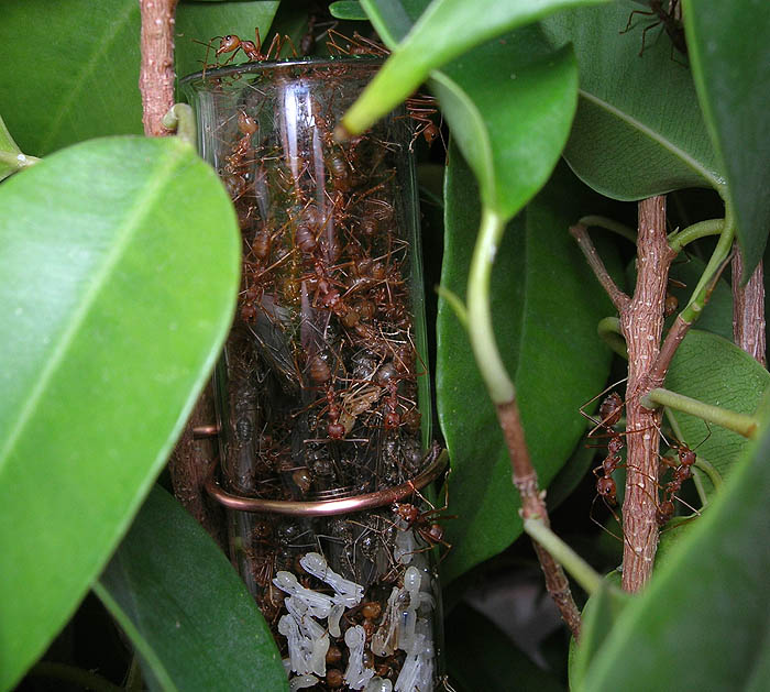 Oecophylla smaragdina